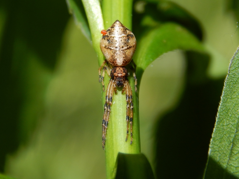 Tmarus sp. con acaro parassita - Pontevecchio di Magenta (MI